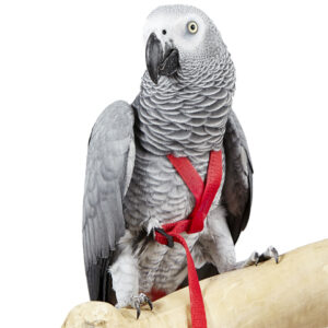 Avian Adventure Harness