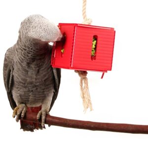 Foraging Cube Parrot Toy - Medium