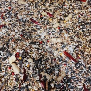 Dylan Bird Medium Parrot Mix