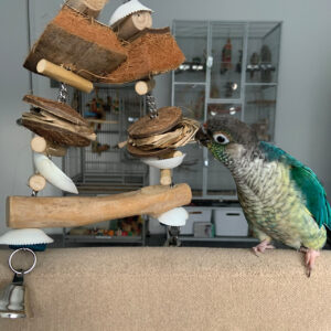 Coffee Wood Swing and Play Parrot Toy Small