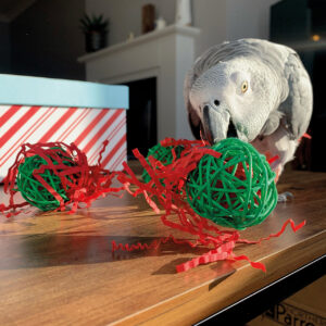 Jolly Christmas Stuffer Balls Parrot Toy - Pack of 3